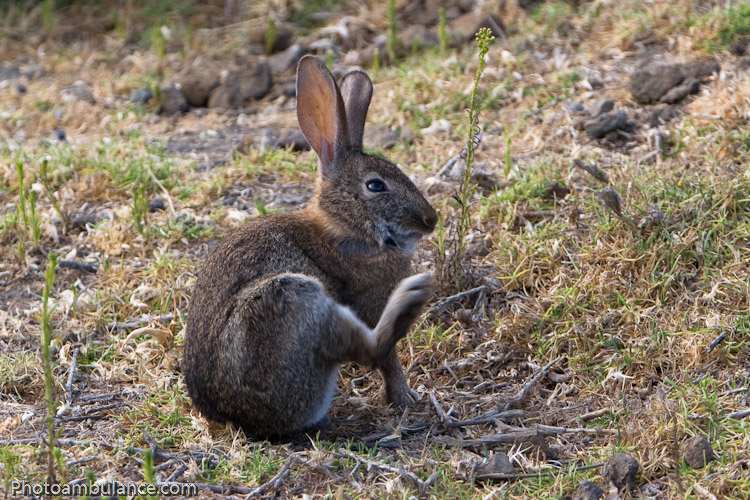 Sunny Bunny