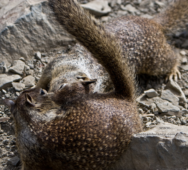 Gimme Kiss!